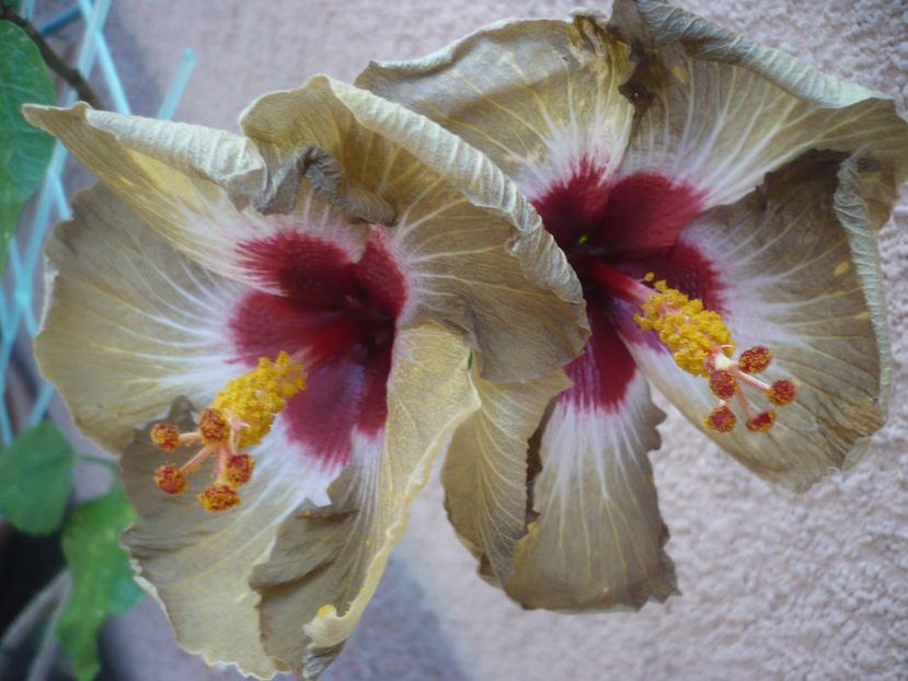 P1400951 - HIBISCUSI 2019-1