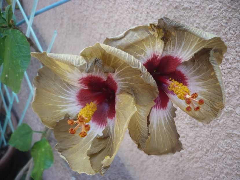 P1400952 - HIBISCUSI 2019-1