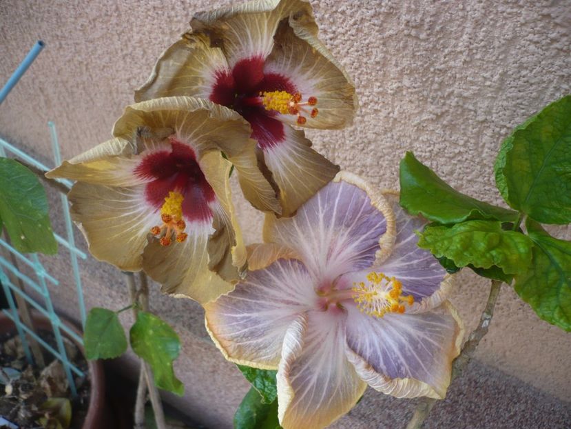 P1400953 - HIBISCUSI 2019-1