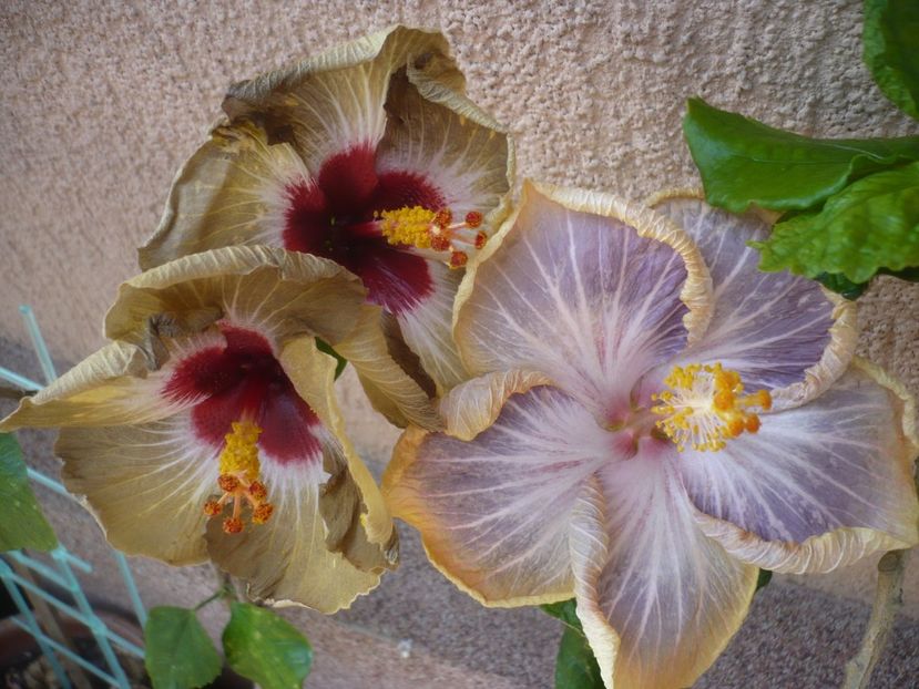 P1400954 - HIBISCUSI 2019-1