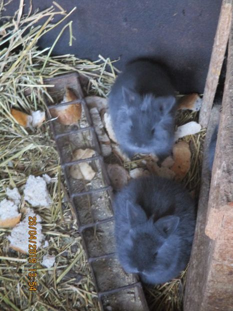 6 pui la o luna fem UNGARIA masc GERMANIA !! - XX CUIBURI 2019