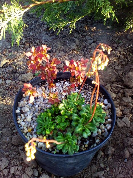  - curtea cu toate cele 2019