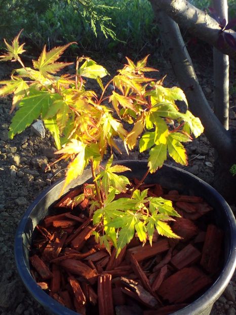  - curtea cu toate cele 2019