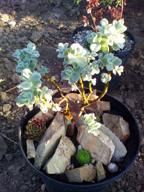  - curtea cu toate cele 2019