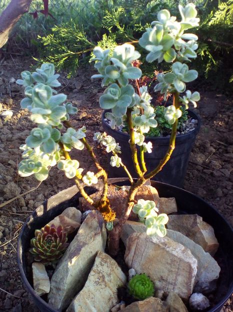  - curtea cu toate cele 2019