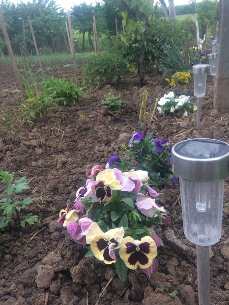 image - Primăvara 2019