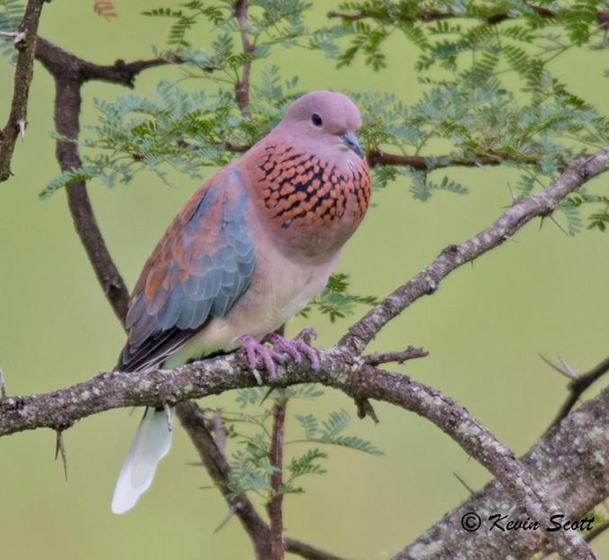 Mascul Senegal - TURTURELE SENEGAL
