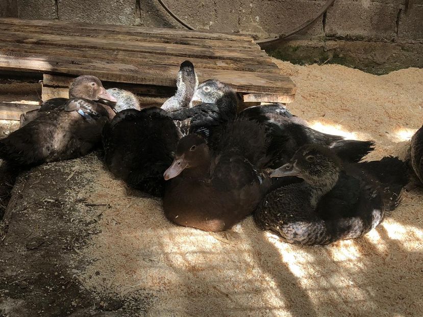  - Bomboane asortate 2019