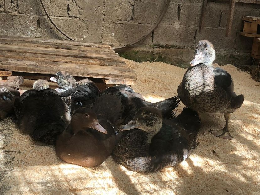  - Bomboane asortate 2019