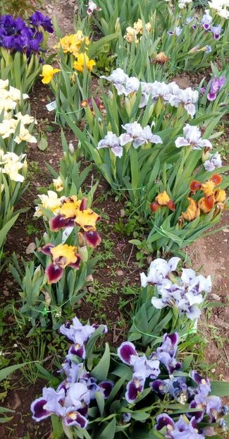  - Colectia mea de irisi pitici in 2019-2020