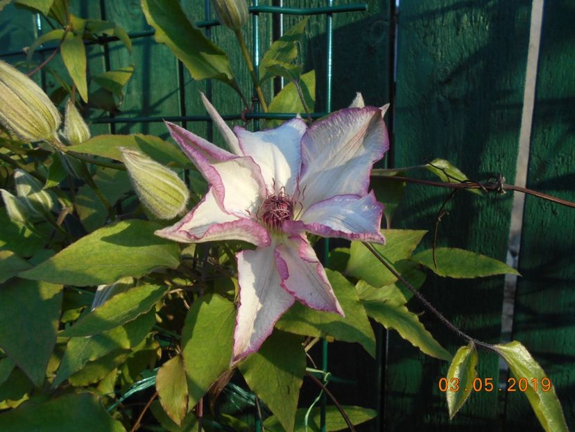 Omoshiro - 2Clematite 2019