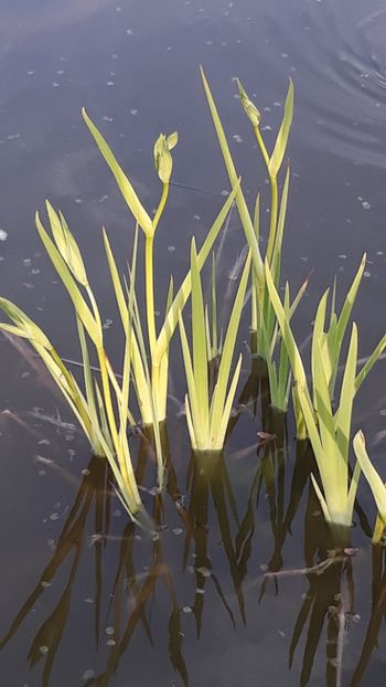  - Mini-iaz sau pur si simplu balta noastra