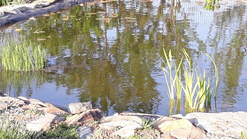  - Mini-iaz sau pur si simplu balta noastra