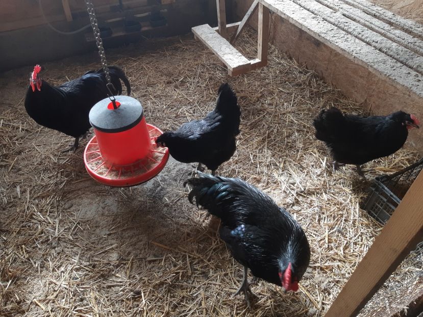  - Australorp negru