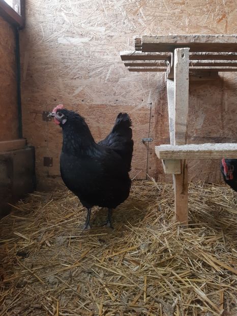  - Australorp negru