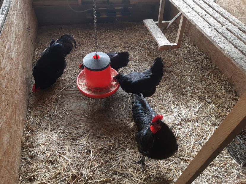  - Australorp negru