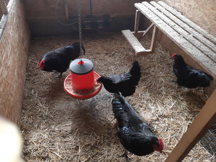  - Australorp negru