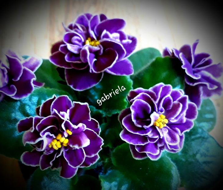 Ek Magija Liubvi - EK Magija Liubvi