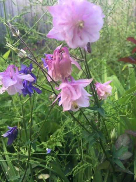 CE90BF29-CA14-4A1E-B2E3-1F304390095B - Caldaruse 2019