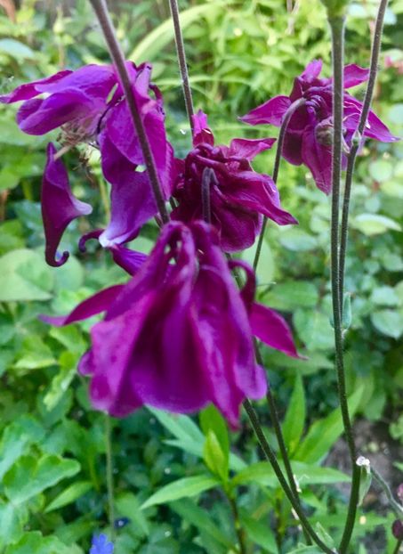 0FBAC1C7-B658-42BB-A665-7E063479F55D - Caldaruse 2019