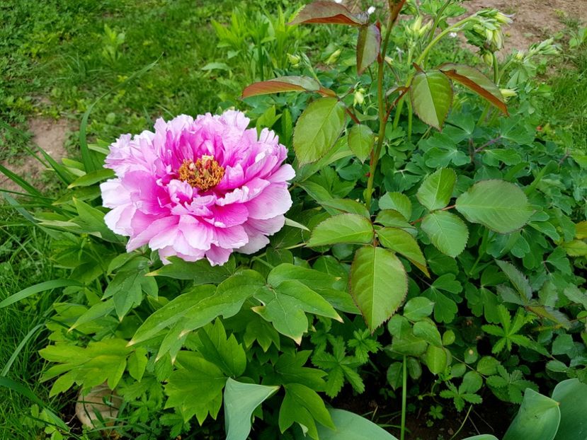  - 2019 Idilic garden