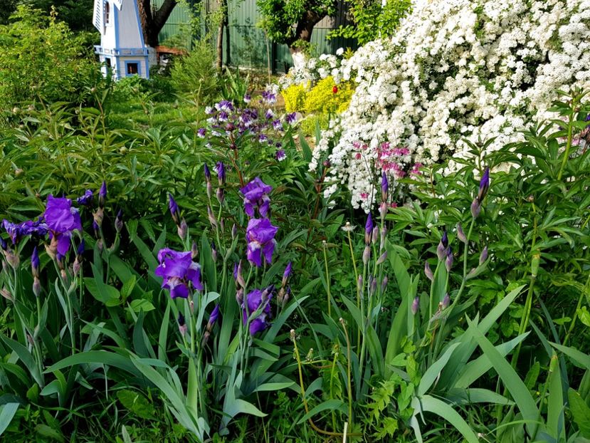  - 2019 Idilic garden