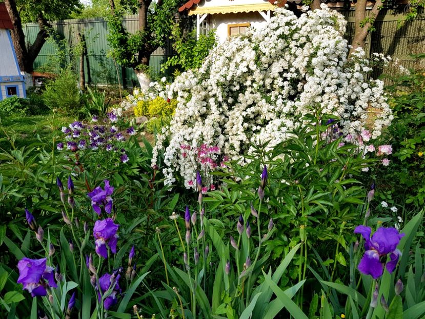  - 2019 Idilic garden