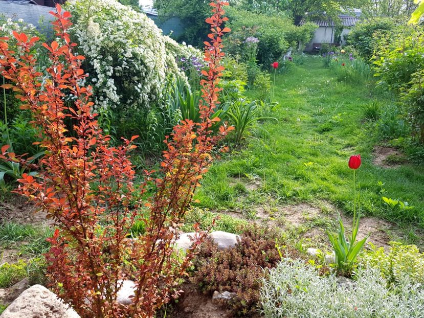  - 2019 Idilic garden