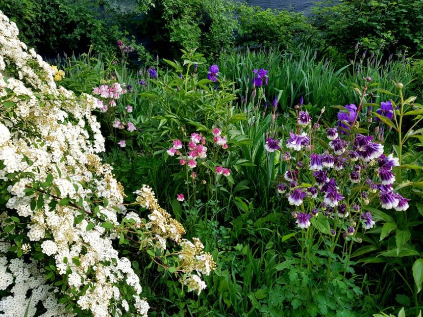  - 2019 Idilic garden