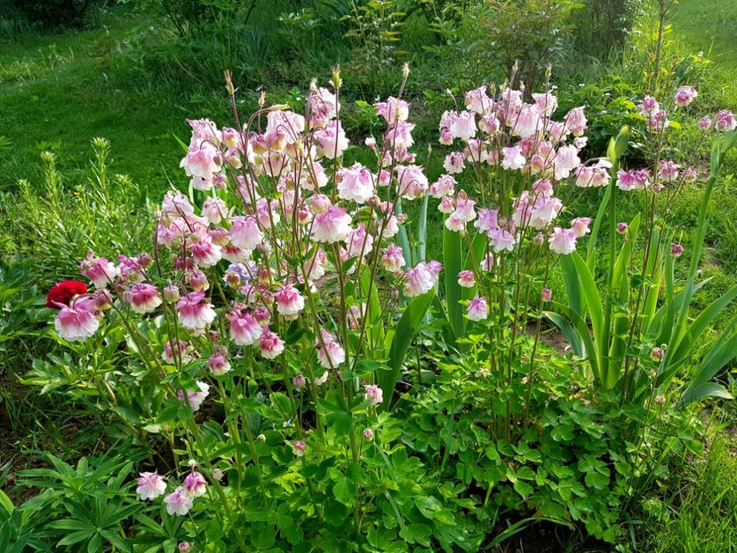  - 2019 Idilic garden