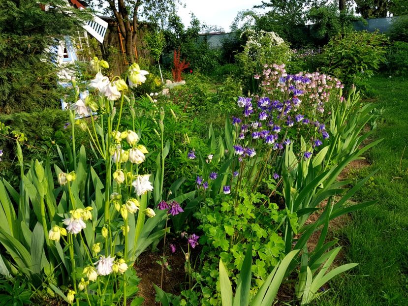  - 2019 Idilic garden