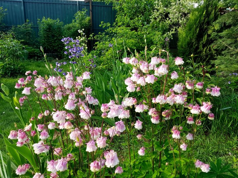  - 2019 Idilic garden
