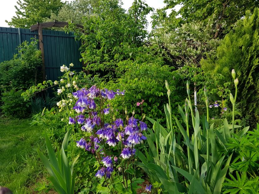  - 2019 Idilic garden