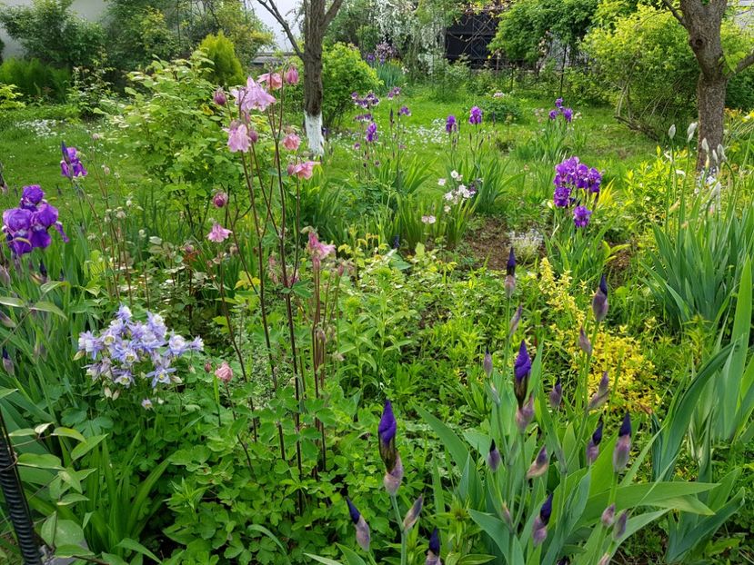  - 2019 Idilic garden