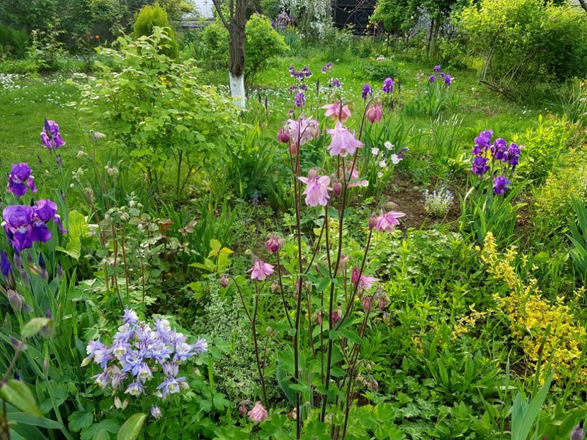  - 2019 Idilic garden