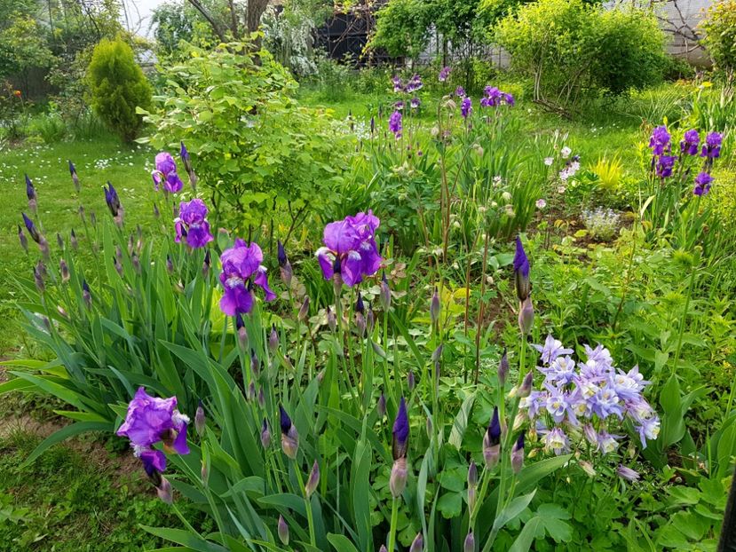  - 2019 Idilic garden