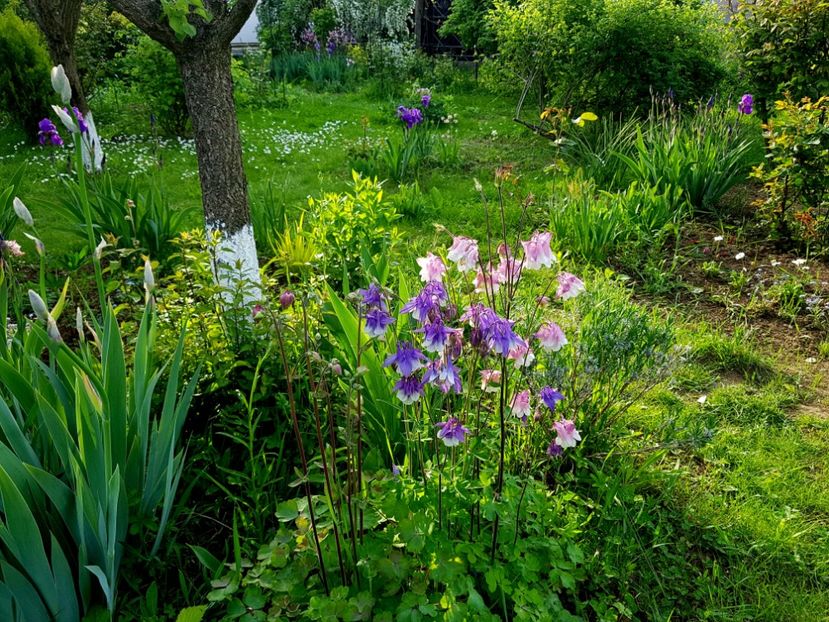  - 2019 Idilic garden