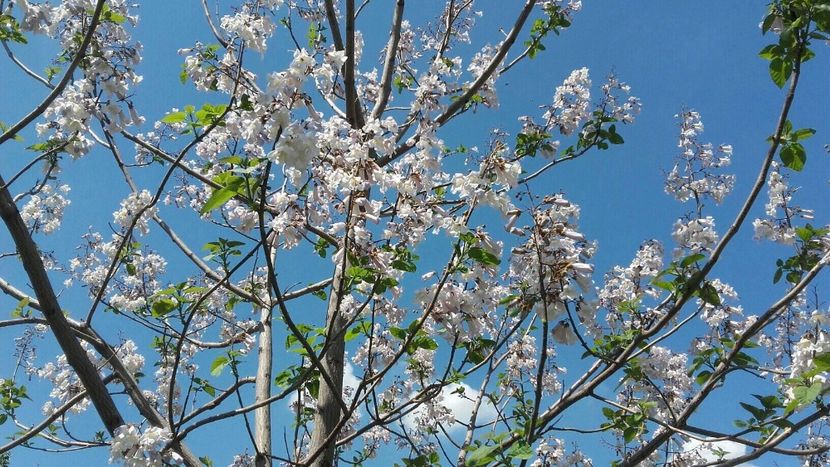 8BFDC368-54BD-4451-BC90-FFE5C8D6AA7A - 2019