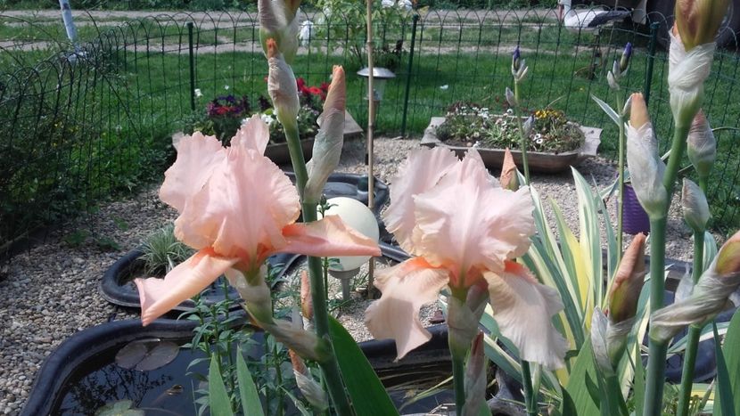 9D099B3F-186F-4F75-A05E-5B61F7754B77 - 2019