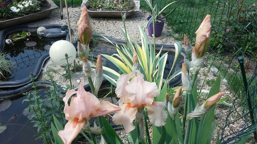 9250ECF5-521F-4940-B04F-357BCDE3AF03 - 2019