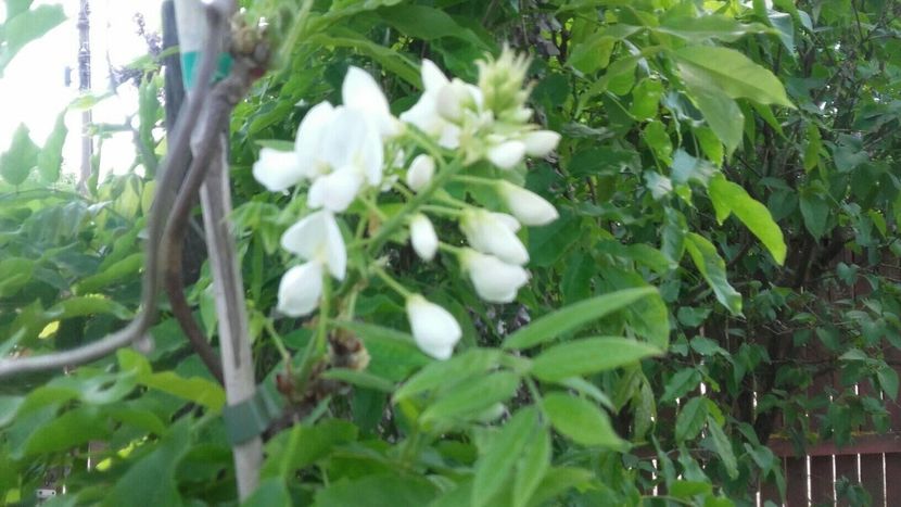 1AD13537-6849-4353-AAA2-053EF2856690 - 2019