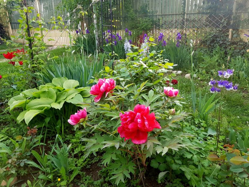  - 2019 Gradina