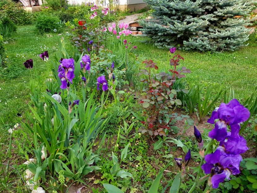  - 2019 Gradina