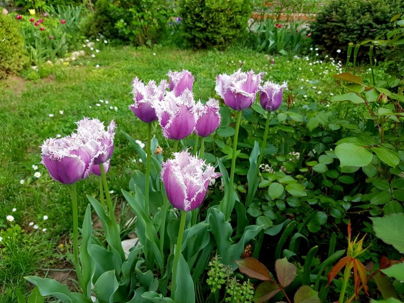  - 2019 Gradina