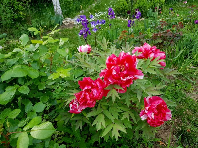  - 2019 Gradina