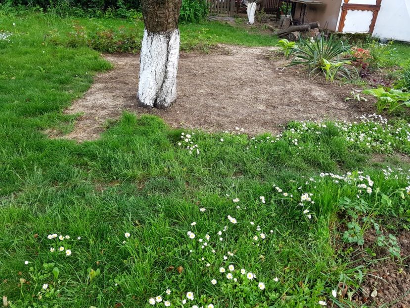 Curatat - 2019 Poiana Ciresului