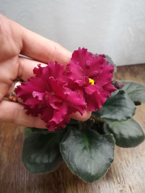  - A-Flori 2019