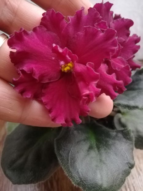  - A-Flori 2019