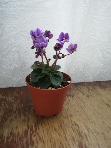  - A-Flori 2019