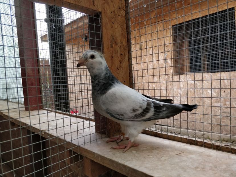 9 - Pui voiajor standard 2019